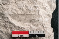 Foto (Detailansicht) von Dictyopteris brongniarti Gutb. (NHMW-GEO-2024-0188-10767)